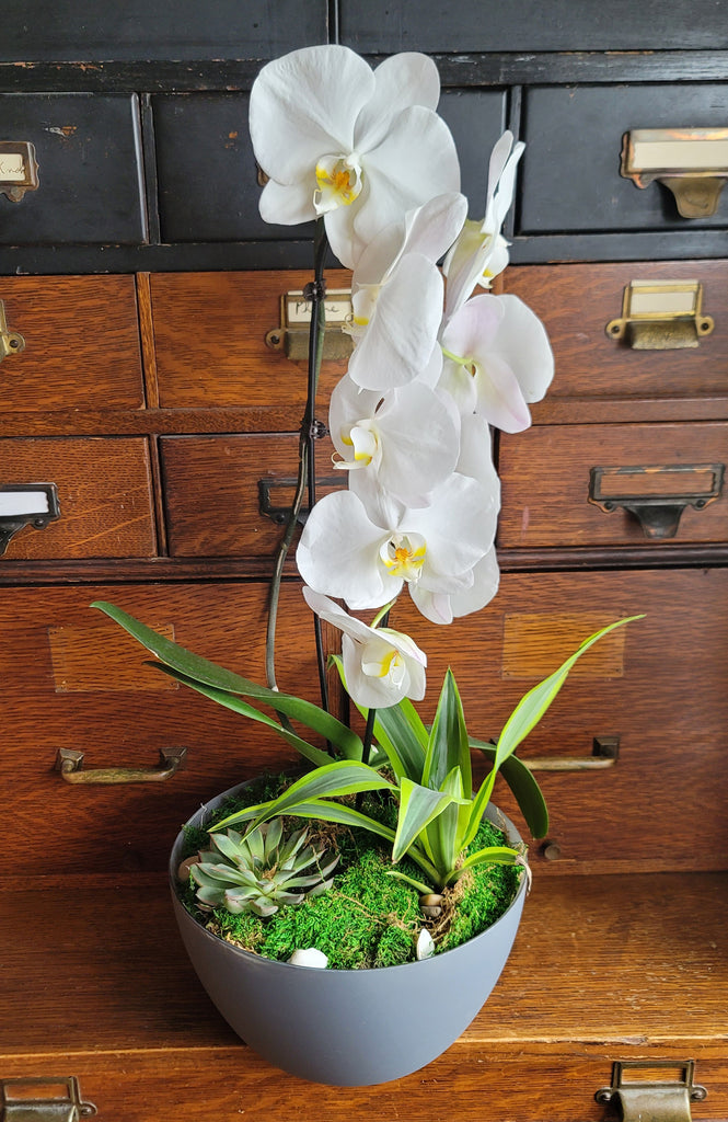 Giving White Orchids as a Symbol of Condolence