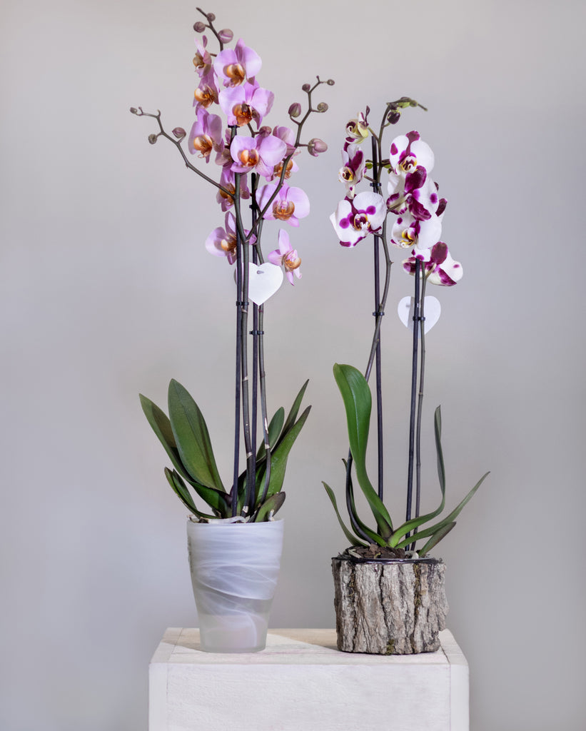 The Captivating Allure of Orchids