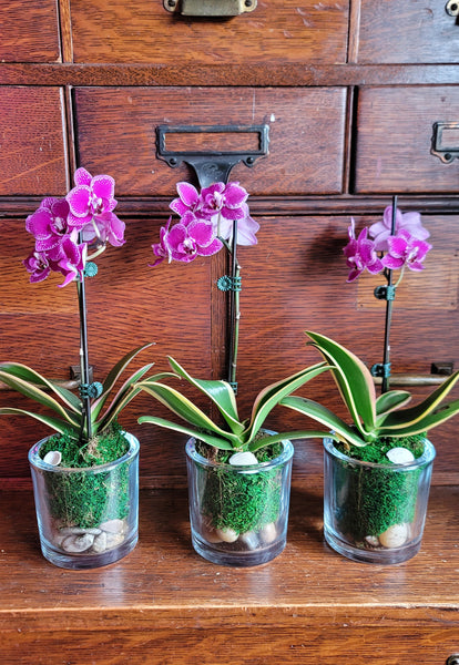 Beautiful Mini Orchids