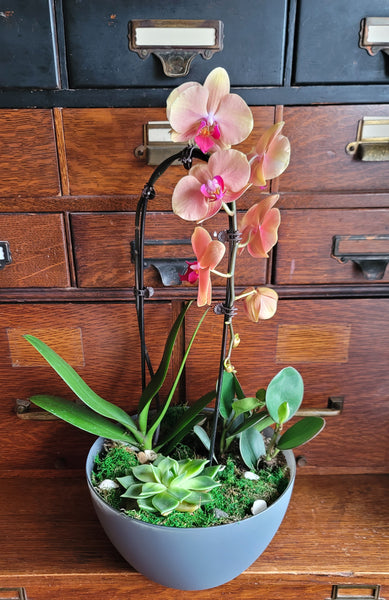 Beautiful Orchid Planter 1