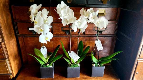 3 Orchids in Black cubes