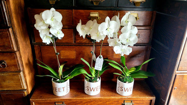 3 Orchids in Home Sweet Home Pots