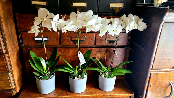 3 Orchids in Grey Plastic Pots