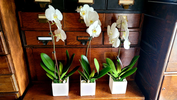 3 Orchids in White Ceramic Cubes