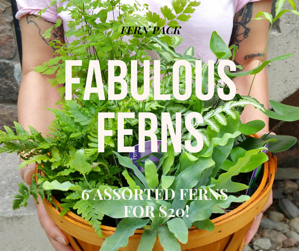 Fabulous Fern Pack