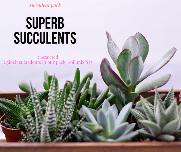 Superb Succulents