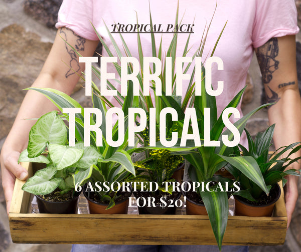 Terrific Tropical Pack